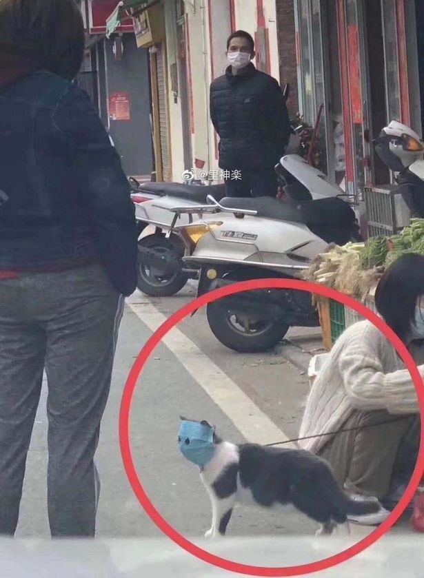 Cat-man, is that you?